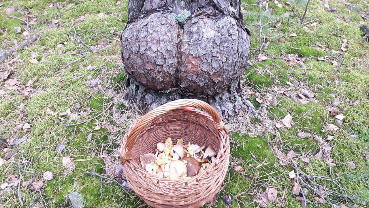 Bakusiowy Zakatek Appartement Lipowo Kurkowskie Buitenkant foto